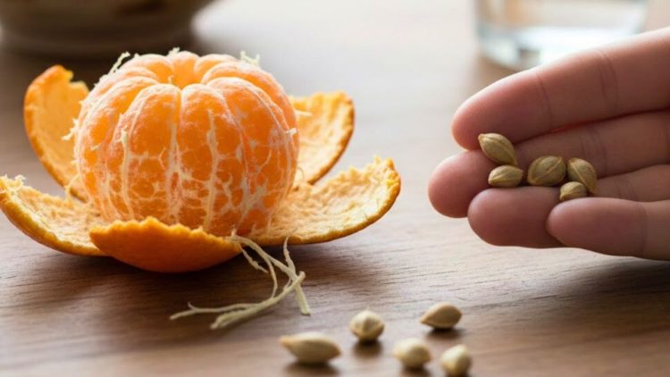 Mandalina çekirdeklerini atan pişman: Sanıldığından çok daha değerli